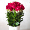 Cono De Amor - Arreglo de Rosas